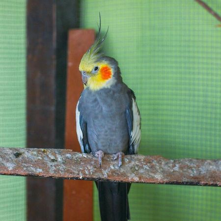 Pousada Campo Alegre Itatiaia  Kültér fotó