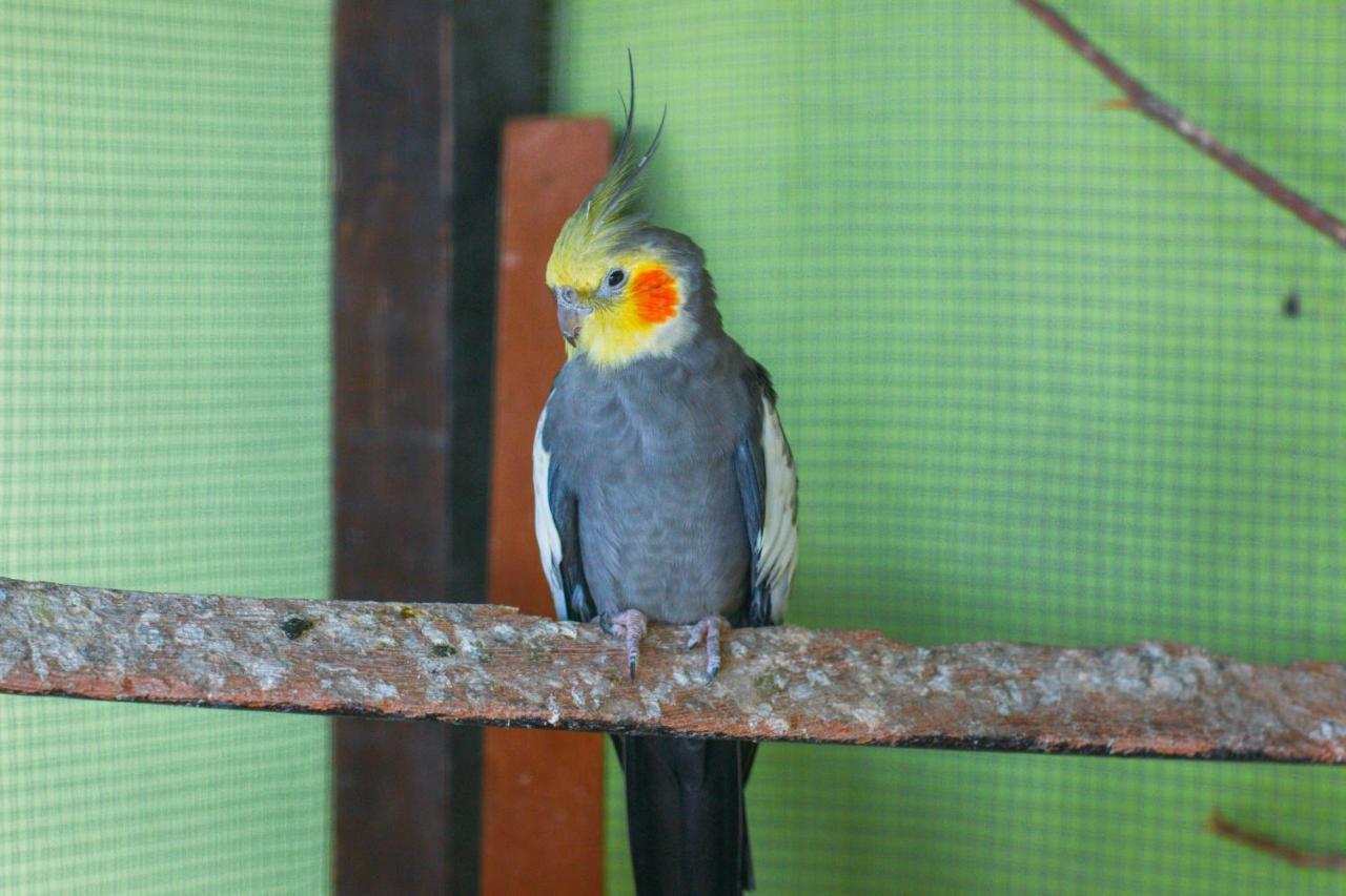Pousada Campo Alegre Itatiaia  Kültér fotó